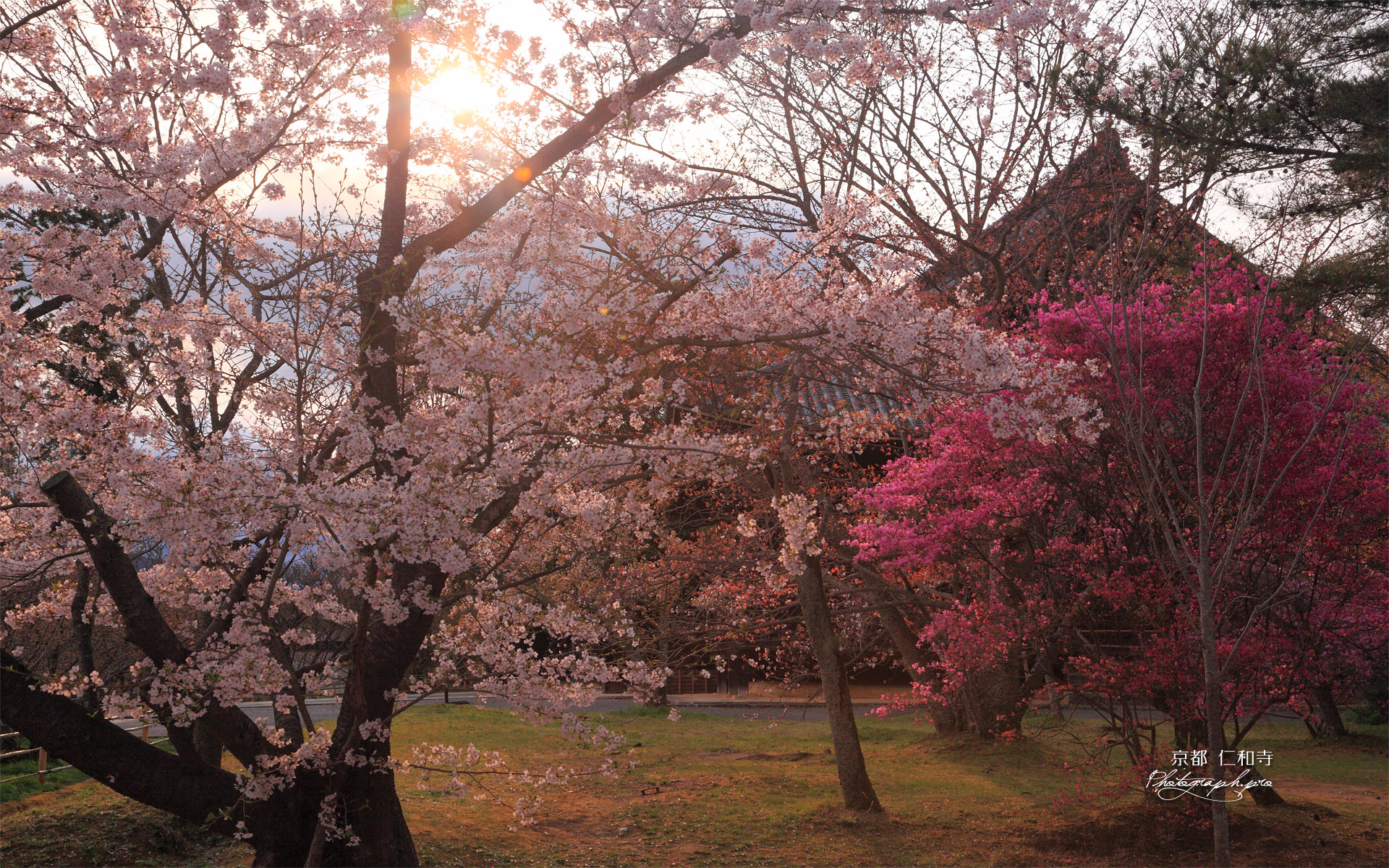 仁和寺 桜とミツバツツジ