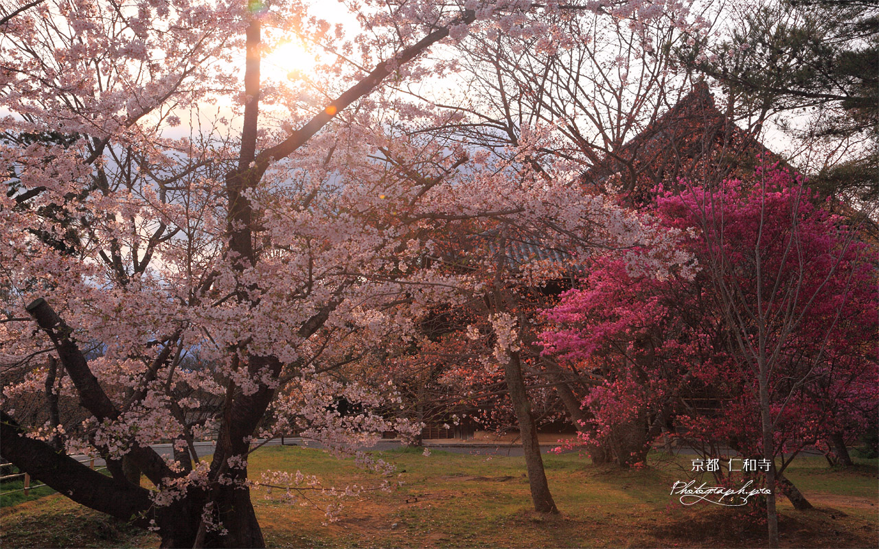 仁和寺 桜とミツバツツジ 壁紙