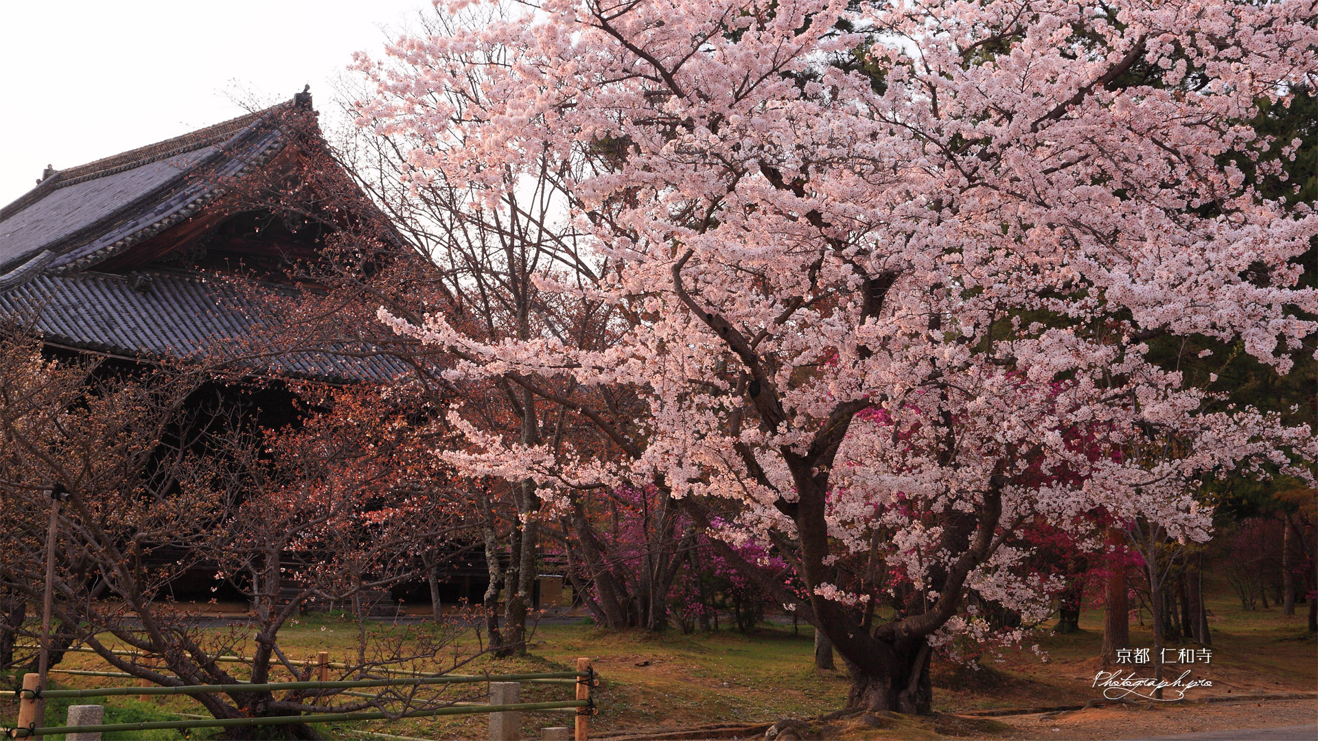 仁和寺の桜と観音堂