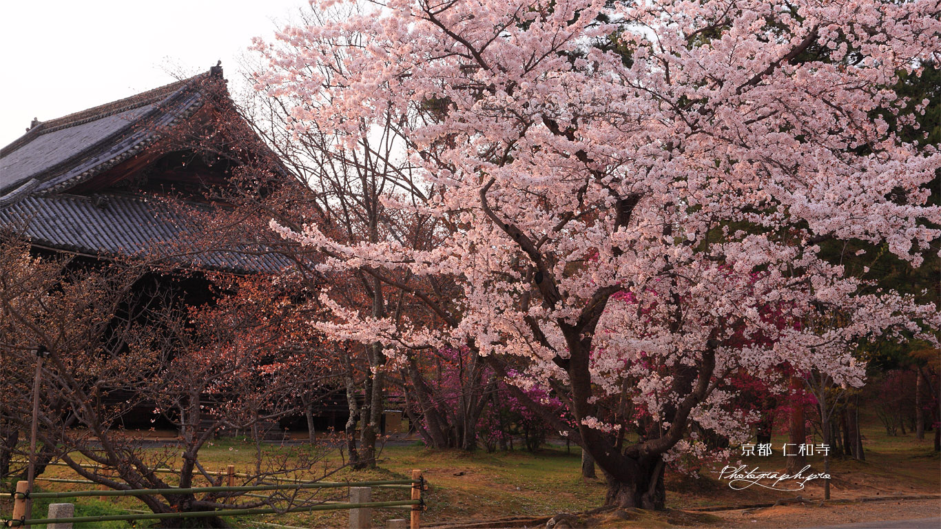 仁和寺の桜と観音堂 壁紙