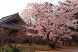 仁和寺の桜と観音堂