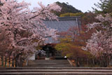 仁和寺の桜と金堂