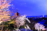 高台寺 夜桜と八坂の塔