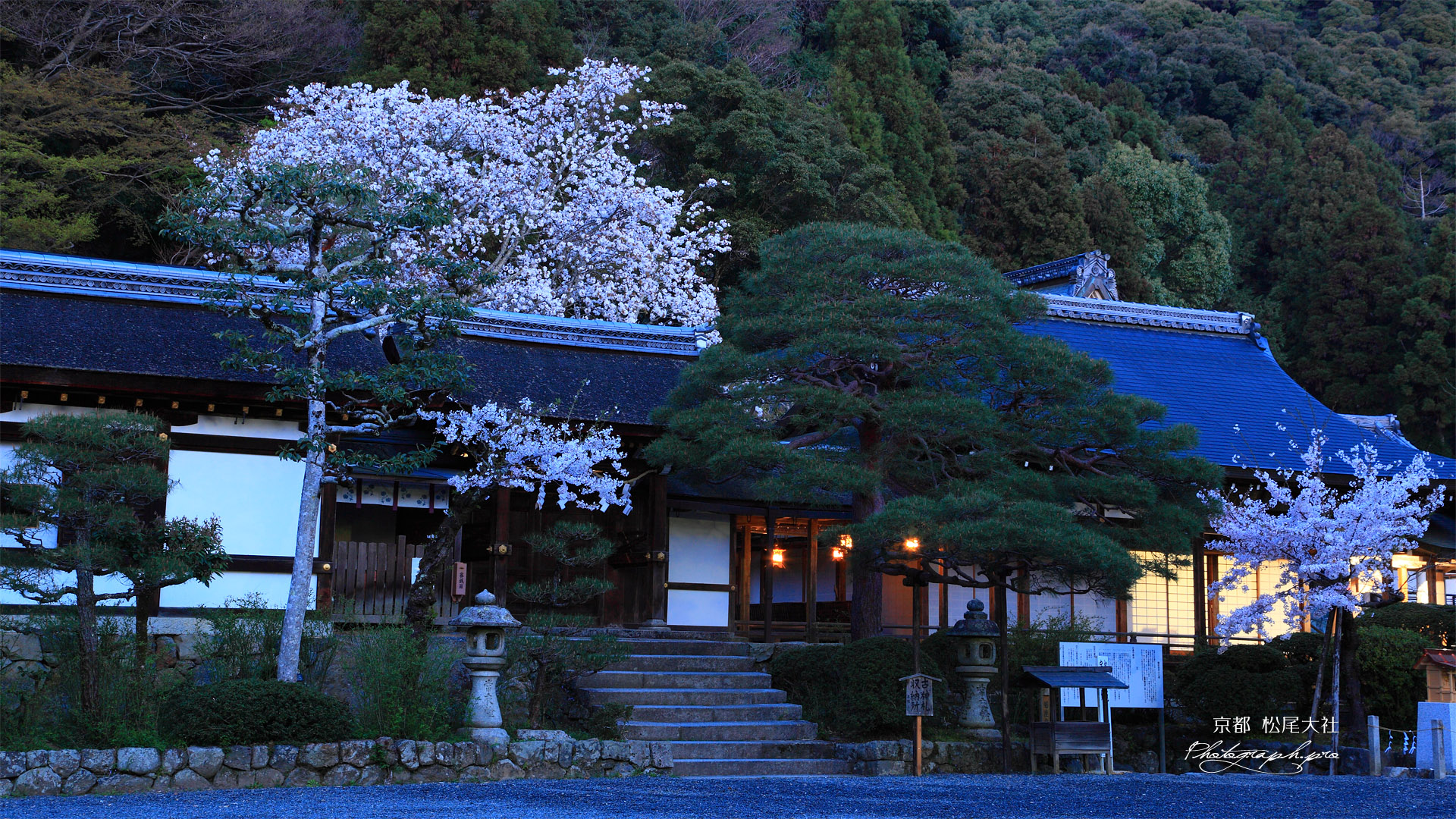 松尾大社 神饌所の山桜