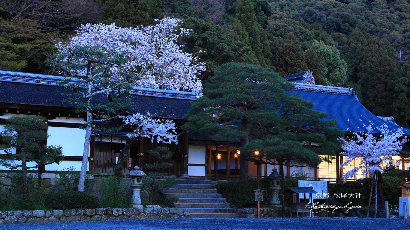 松尾大社 神饌所の山桜 壁紙