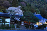 松尾大社 神饌所の山桜