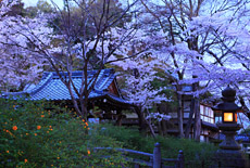 松尾大社