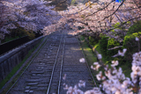 蹴上インクライン 桜並木