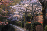 哲学の道 山桜と染井吉野
