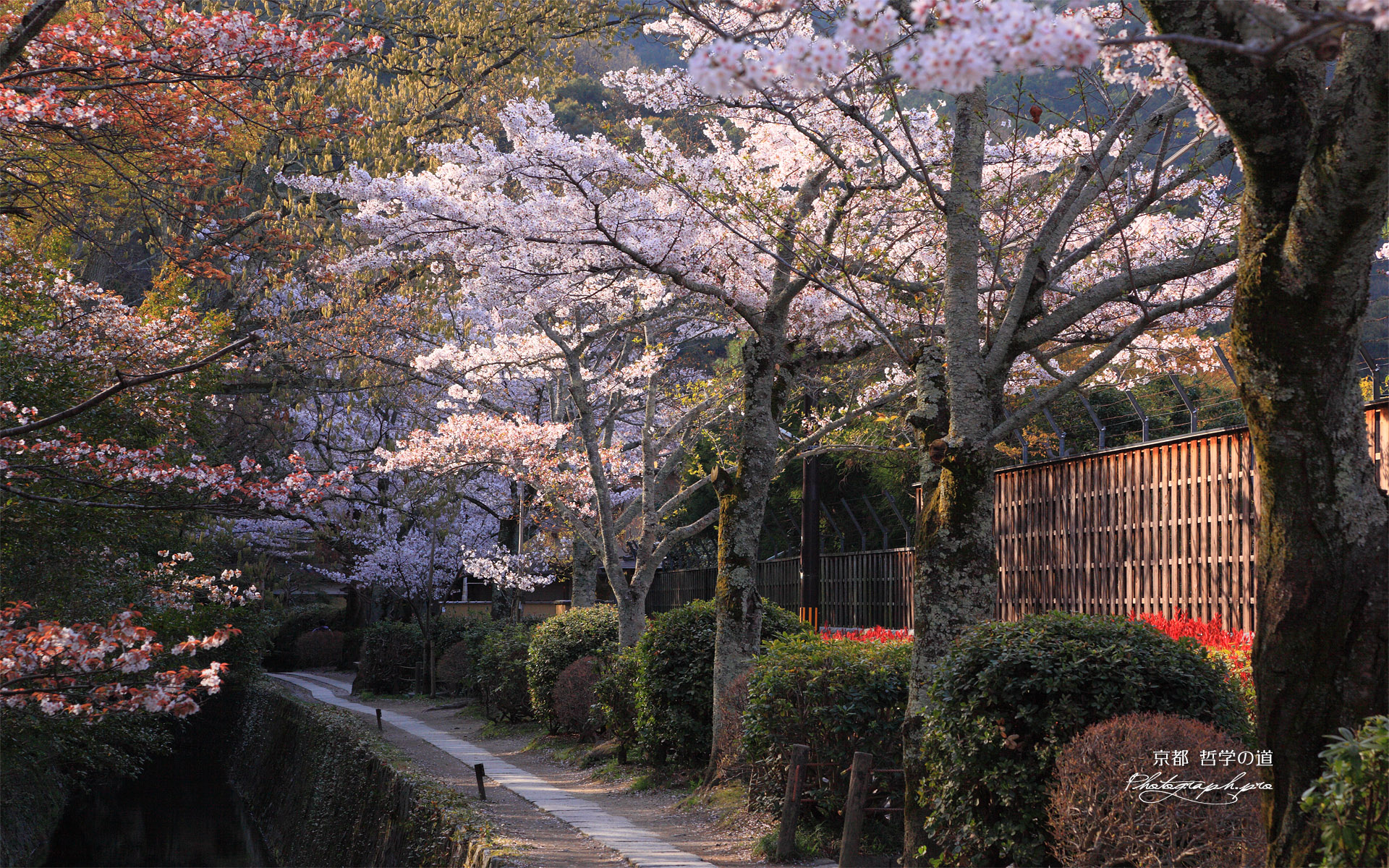 哲学の道 山桜と染井吉野