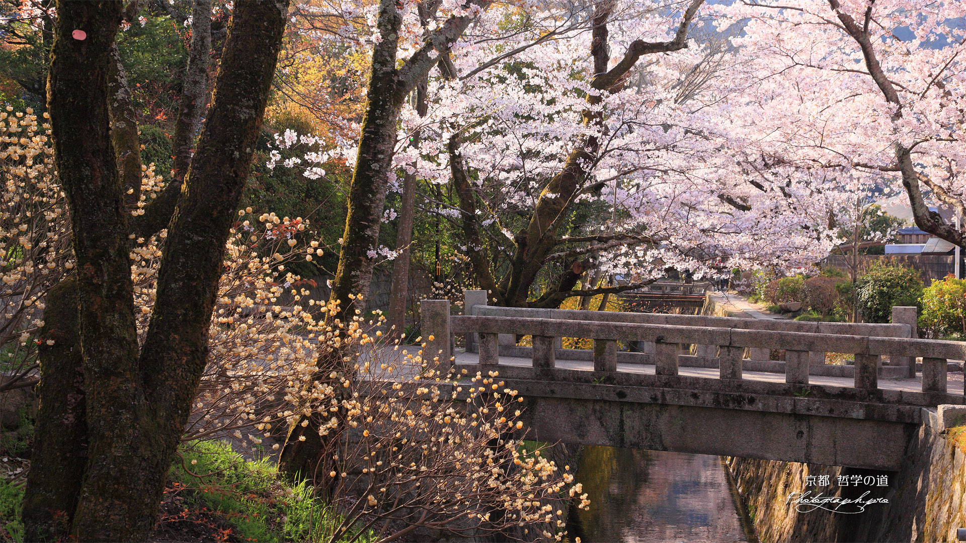 哲学の道 桜のトンネル の壁紙 19x1080