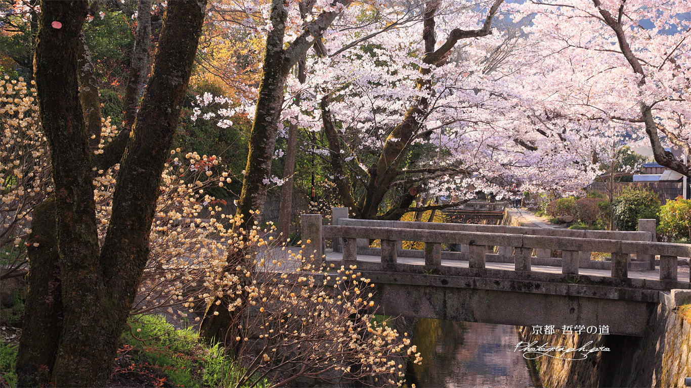 哲学の道 桜のトンネル 壁紙