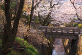 哲学の道 桜のトンネル