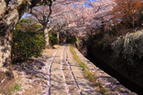 哲学の道 花蓆
