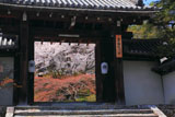 実相院 御門越しの山桜