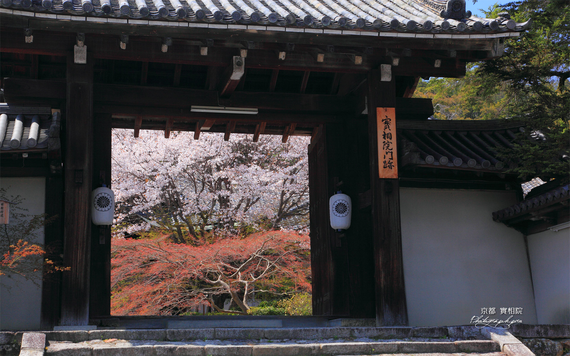 実相院 御門越しの山桜