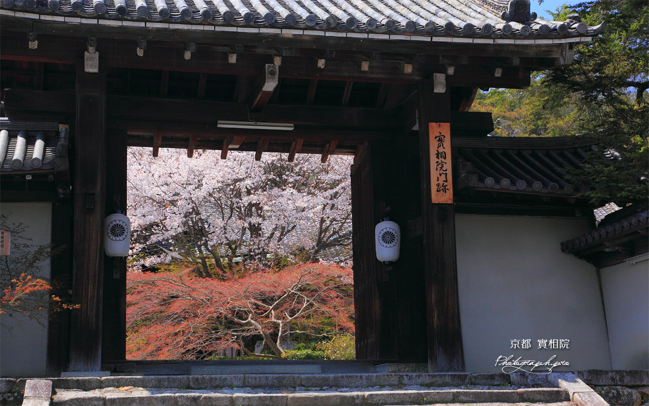 実相院 御門越しの山桜 壁紙