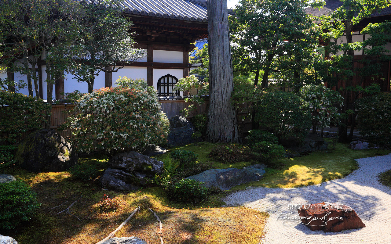 妙心寺大心院 阿吽庭のアセビ 壁紙