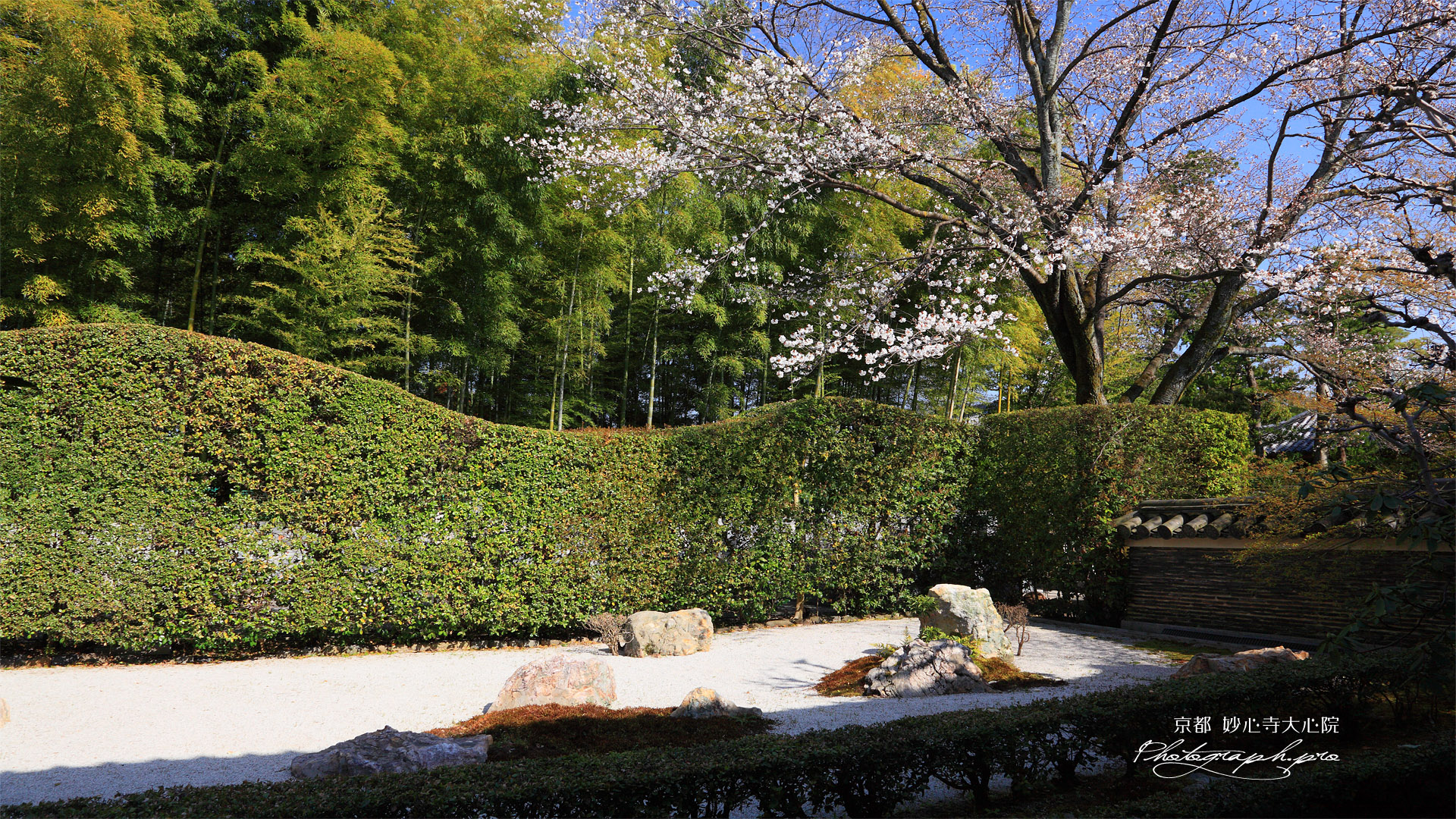 妙心寺大心院 書院東庭と桜