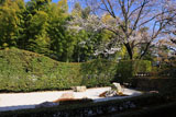 大心院