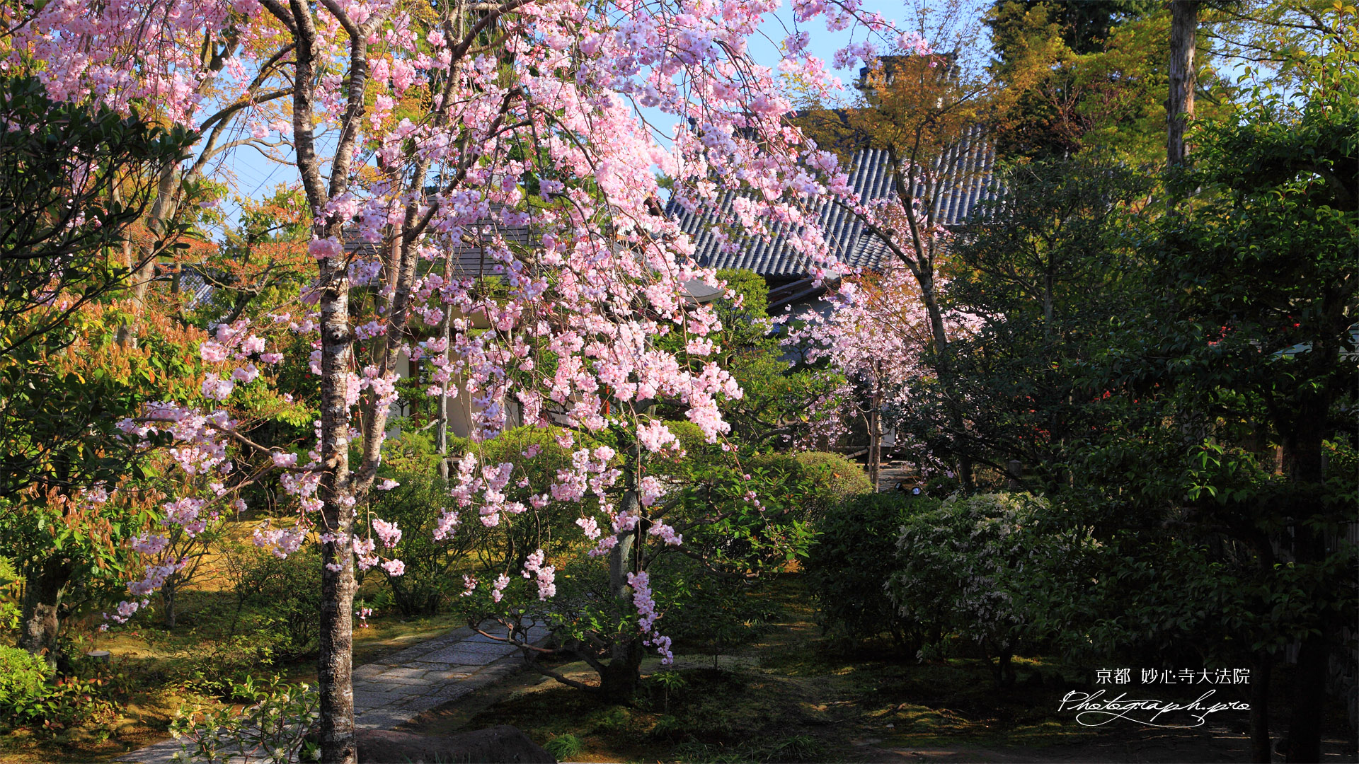 妙心寺大法院 枝垂桜と玉龍院