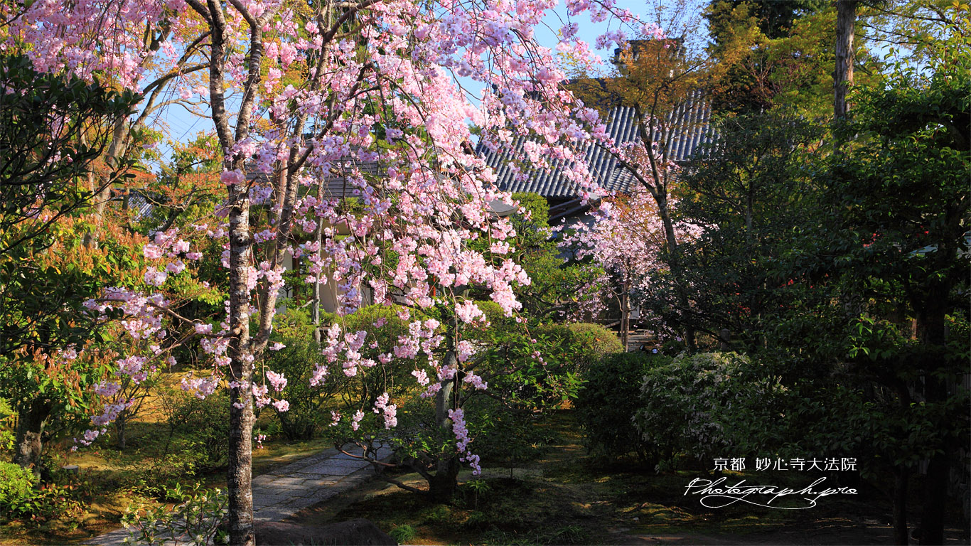妙心寺大法院 枝垂桜と玉龍院 壁紙