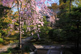 妙心寺大法院 枝垂桜と玉龍院