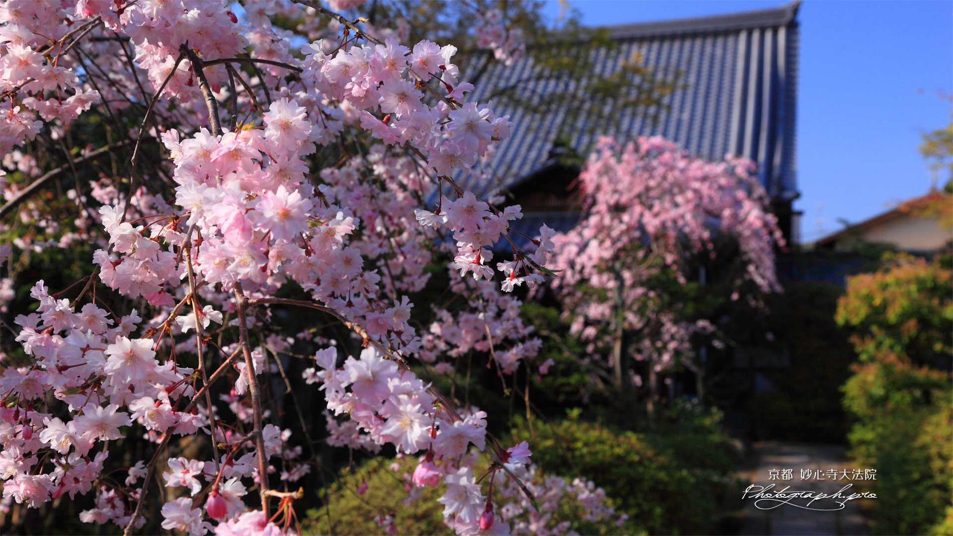 妙心寺大法院 枝垂桜と庫裡