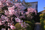 妙心寺大法院 枝垂桜と庫裡