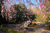 妙心寺退蔵院 紅枝垂桜と陰の庭