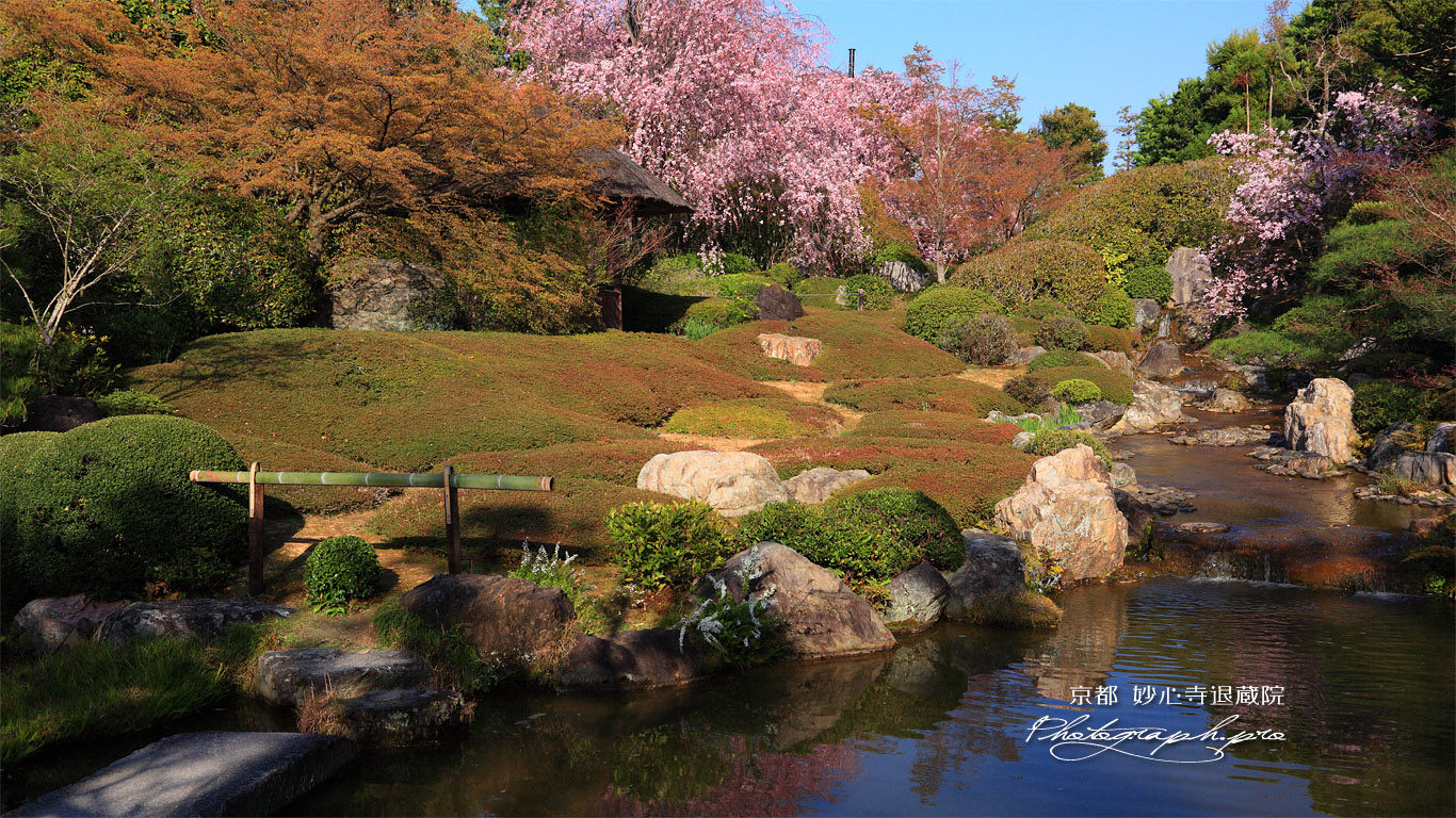 妙心寺退蔵院 余香苑のしだれ桜 壁紙