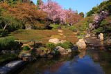 妙心寺退蔵院 余香苑のしだれ桜
