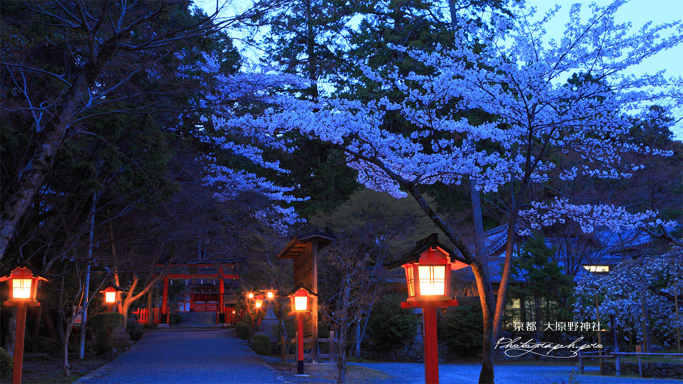 大原野神社の春日灯籠と桜 壁紙