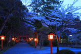 大原野神社の春日灯籠と桜