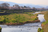 下鴨 賀茂川堤の桜並木