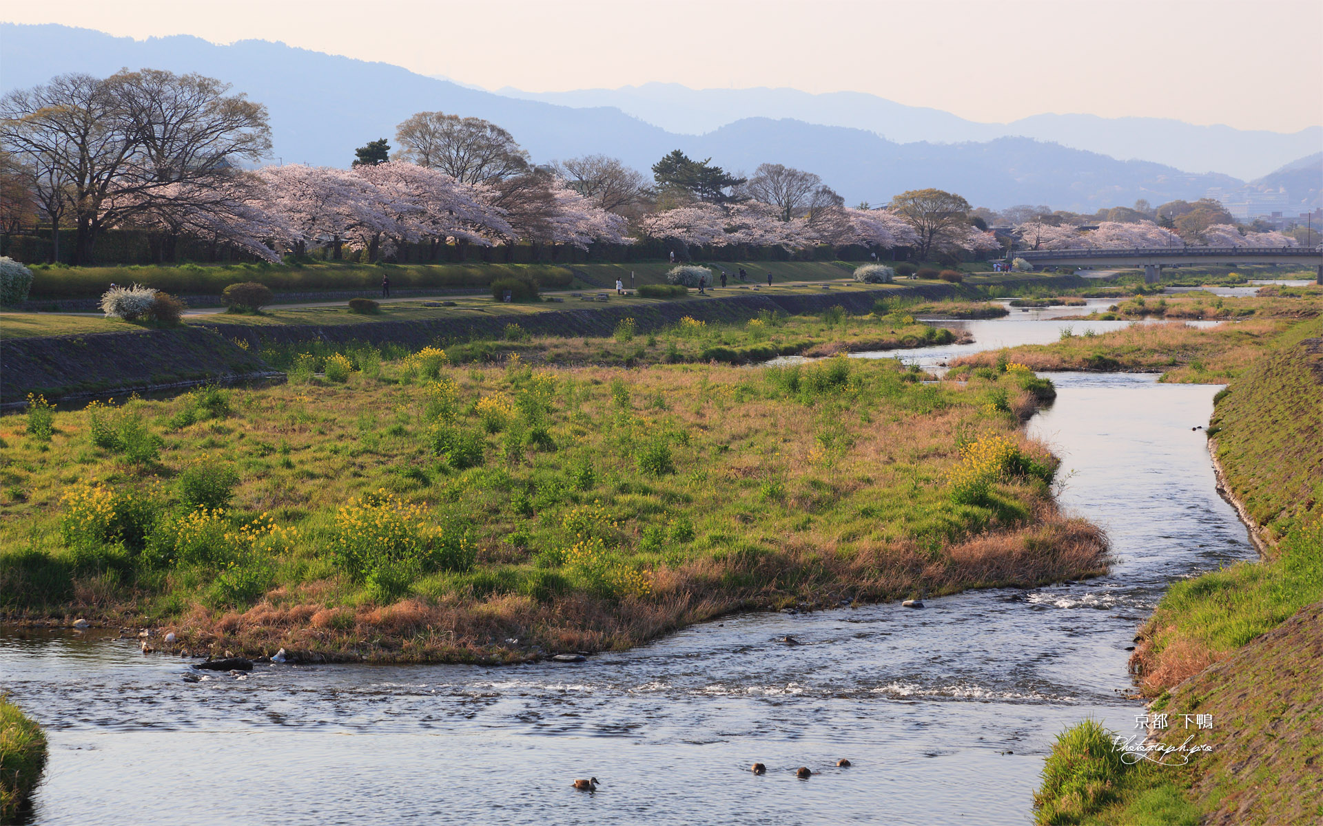 下鴨 賀茂川堤の桜並木