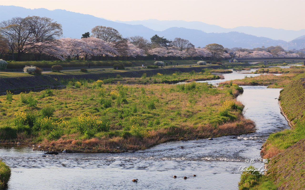 下鴨 賀茂川堤の桜並木 壁紙