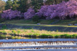 京都 半木の道の桜並木