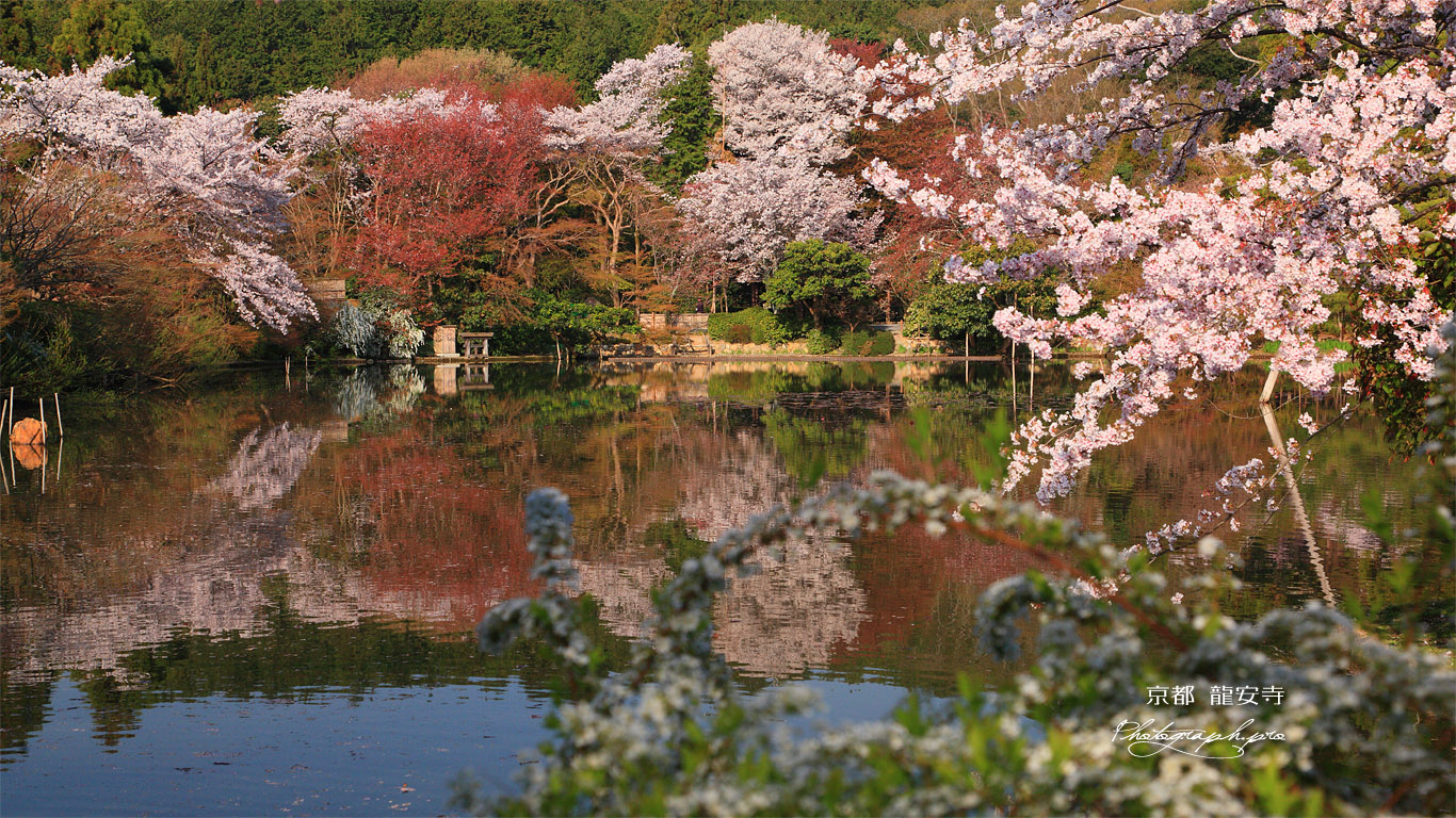 龍安寺 鏡容池畔の桜 壁紙