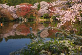龍安寺 鏡容池畔の桜