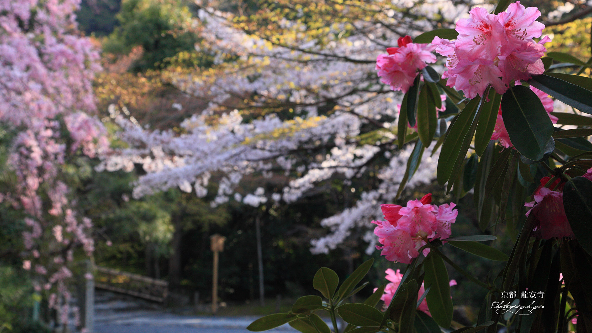 龍安寺 シャクナゲとサクラ