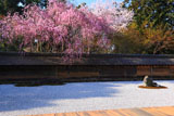 龍安寺 方丈縁側から石庭の桜