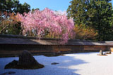龍安寺 石庭の紅枝垂れ桜