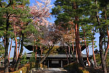 相国寺 山桜と法堂