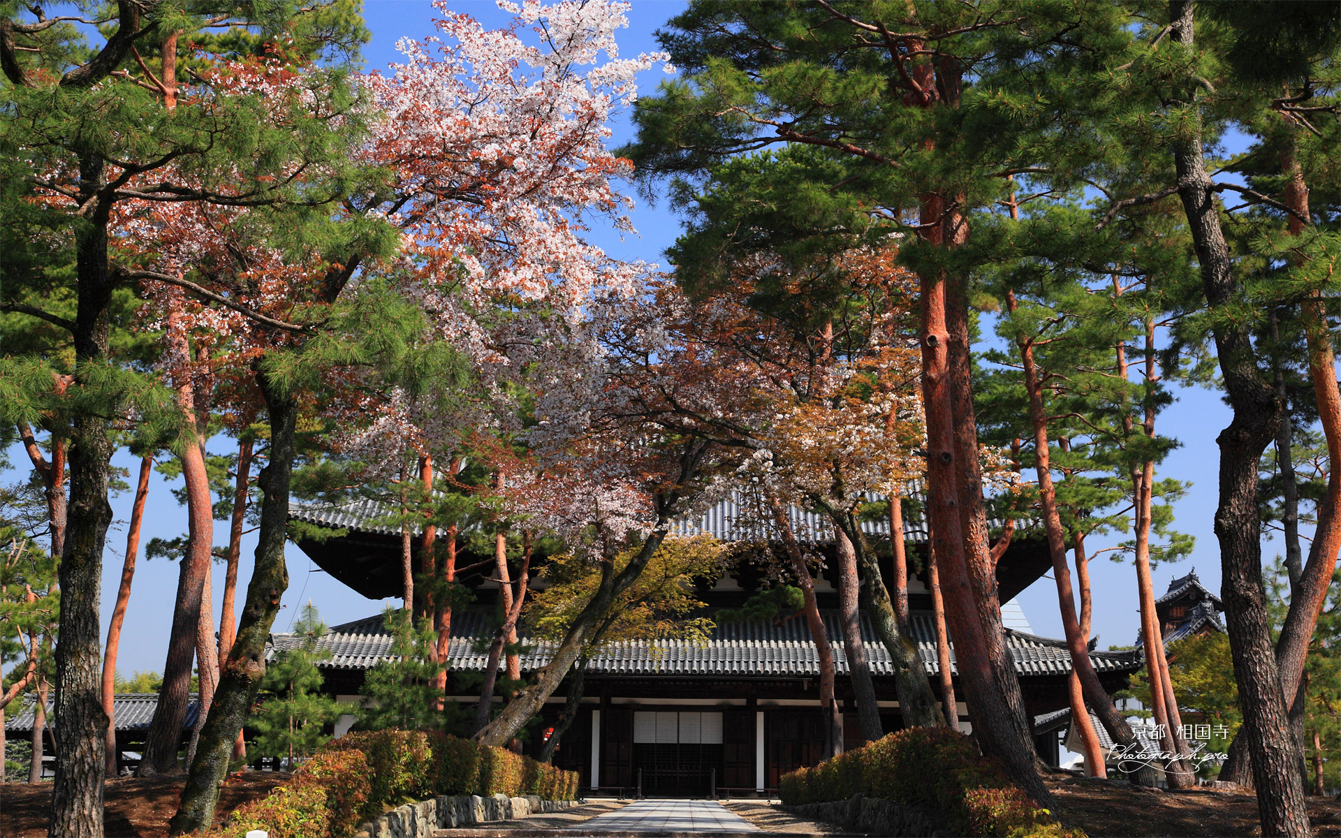 相国寺 山桜と法堂