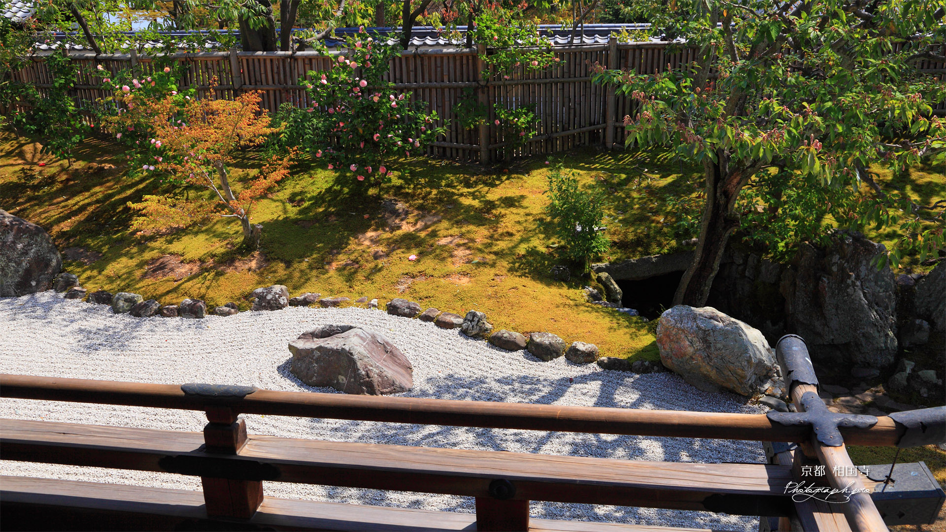 相国寺 開山堂東庭のツバキ