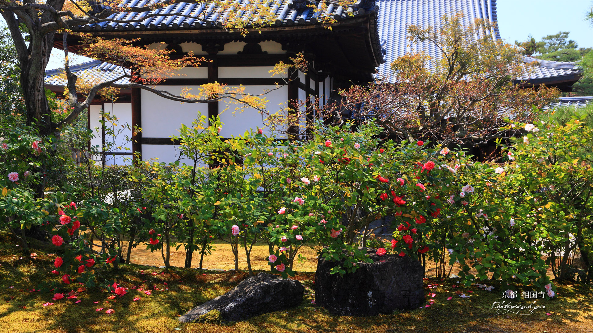 相国寺 ツバキと開山堂