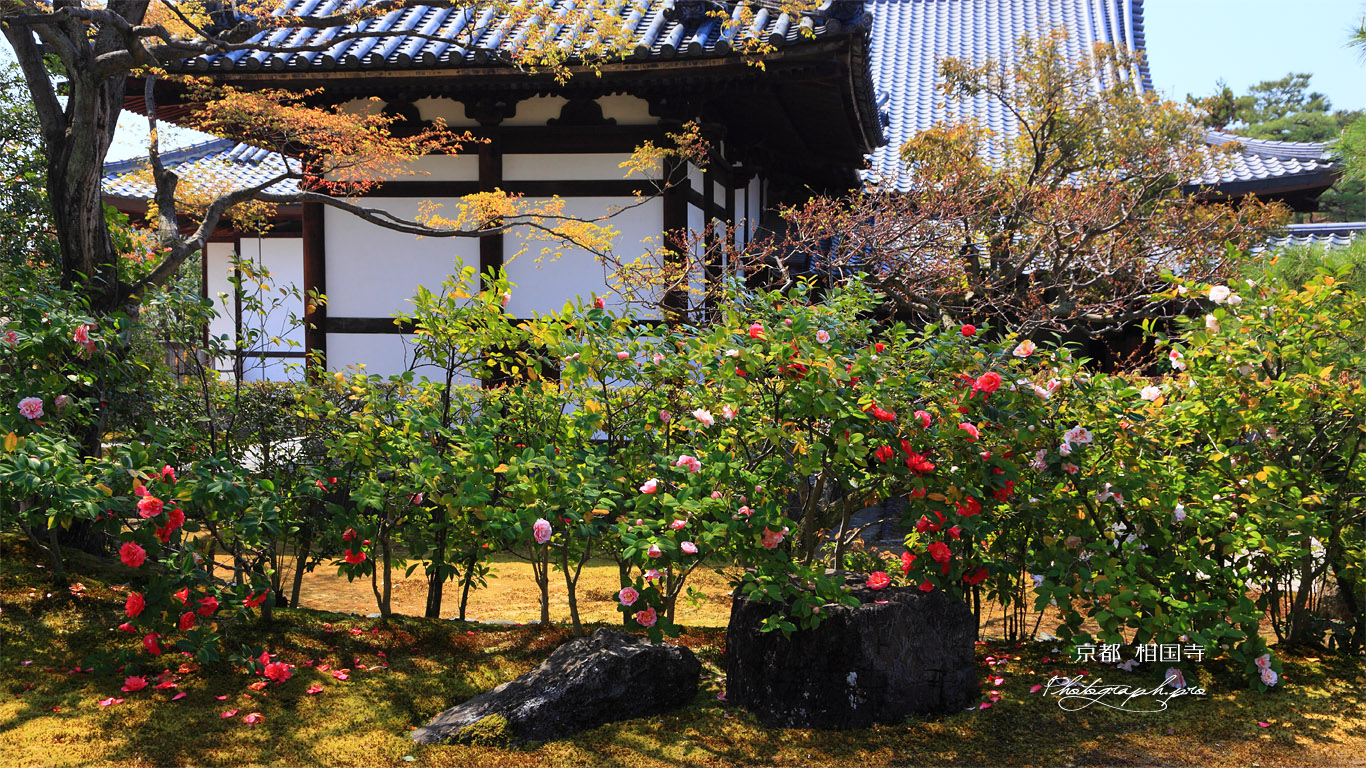 相国寺 ツバキと開山堂 壁紙