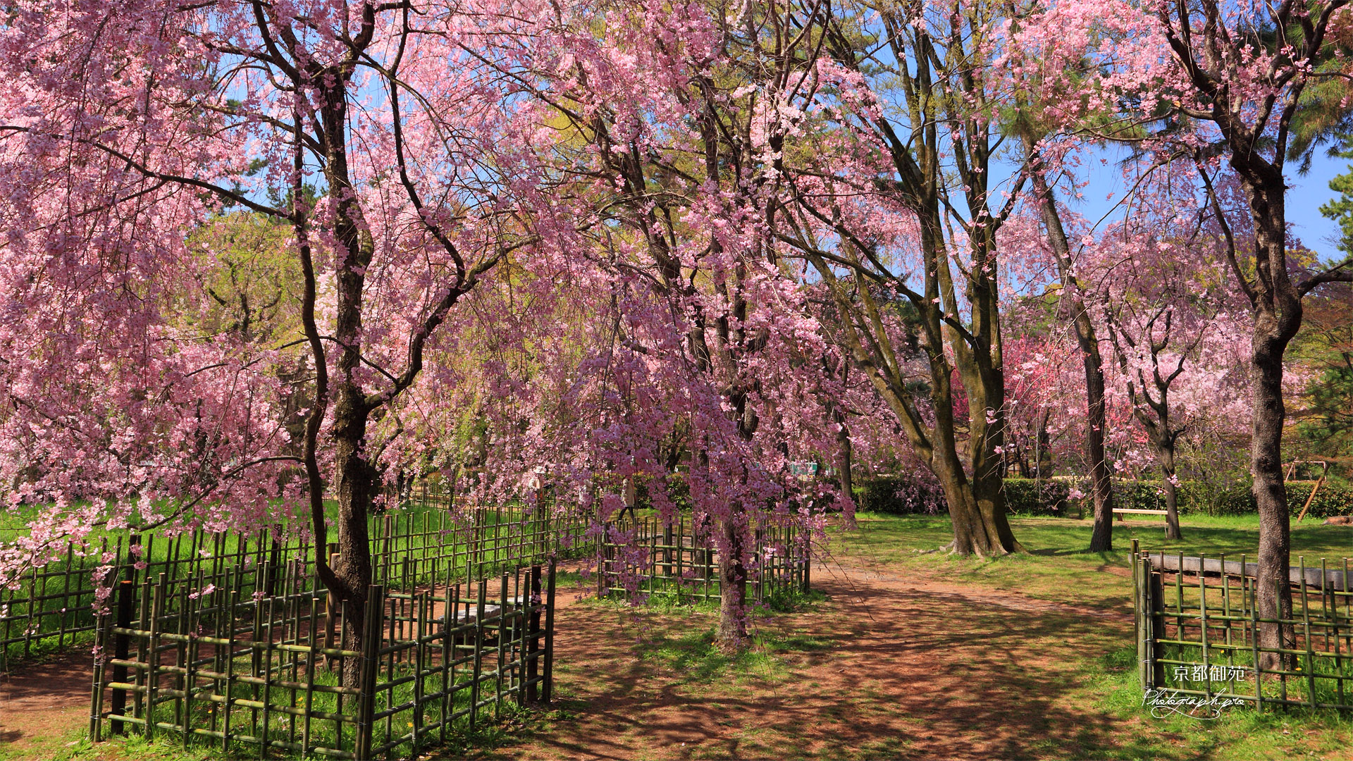 京都御苑 近衛邸の紅枝垂れ桜