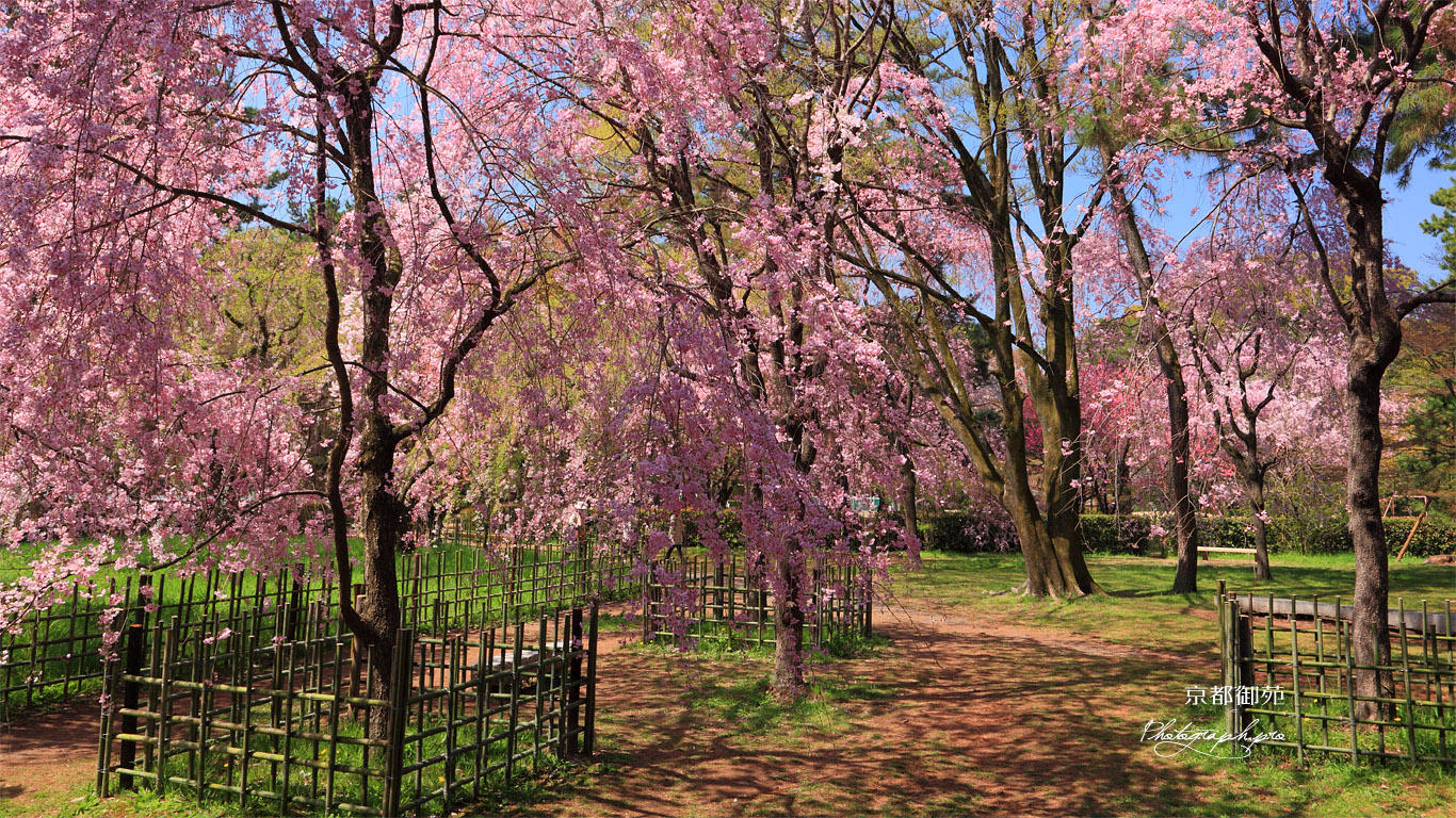 京都御苑 近衛邸の紅枝垂れ桜 壁紙